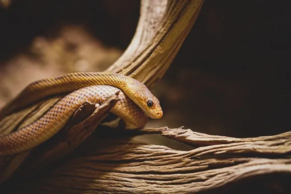 "Schlange als Haustier: Eine schuppige Romanze mit Reptilien"