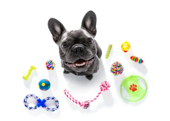 Die richtige Wahl: Spielzeug für Hunde - So finden Sie das perfekte Spielzeug für Ihren Vierbeiner