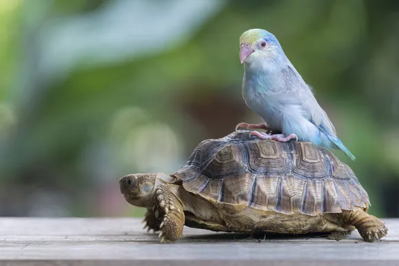 Schildkröten als Haustier